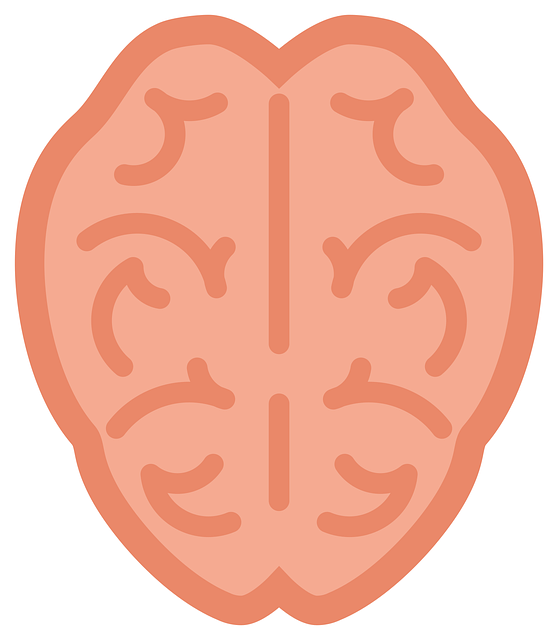 Anatomy